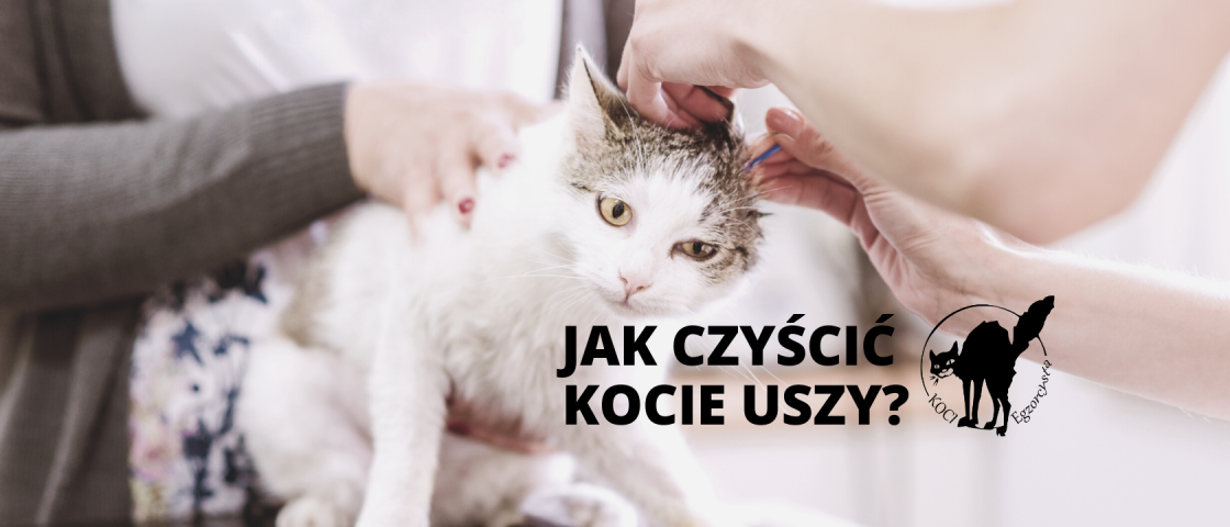 Kocie uszy