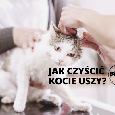 Kocie uszy