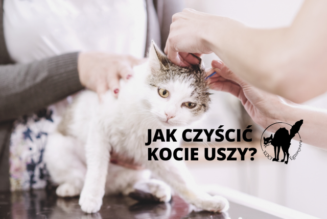 Kocie uszy