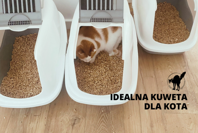 Kuweta dla kota