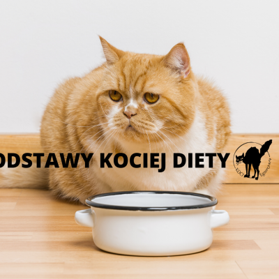 Kocia dieta