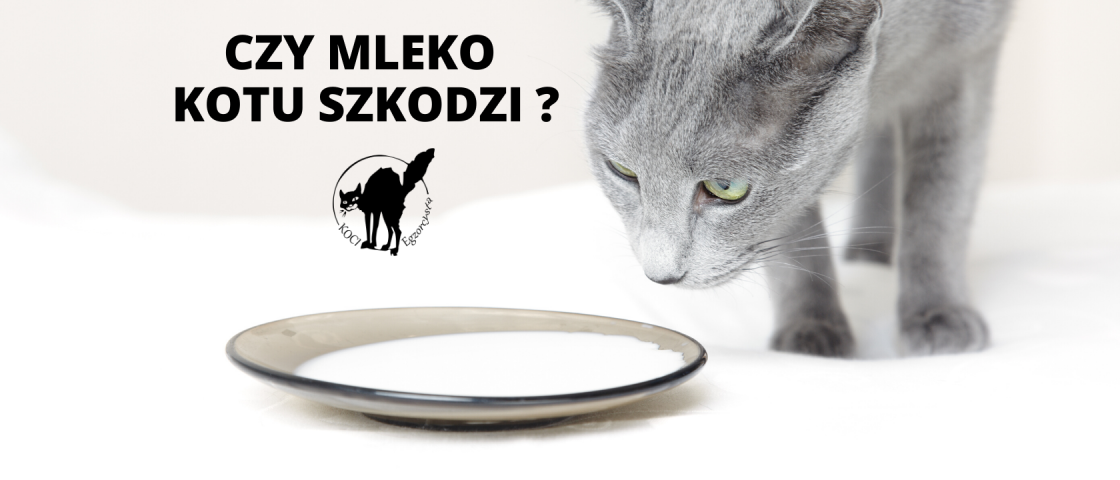 Czy mleko jest szkodliwe dla kota?