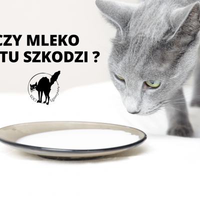 Czy mleko jest szkodliwe dla kota?