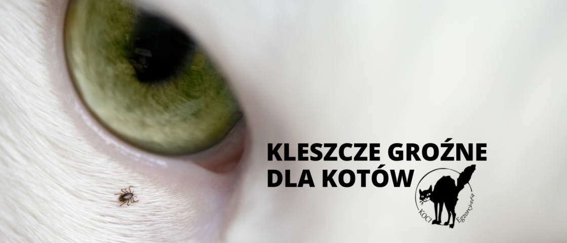 Kleszcze groźne dla kota, choroby odkleszczowe, kleszcz u kota, koci egzorcysta, kocie porady, profilaktyka