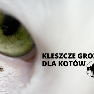 Kleszcze groźne dla kota, choroby odkleszczowe, kleszcz u kota, koci egzorcysta, kocie porady, profilaktyka