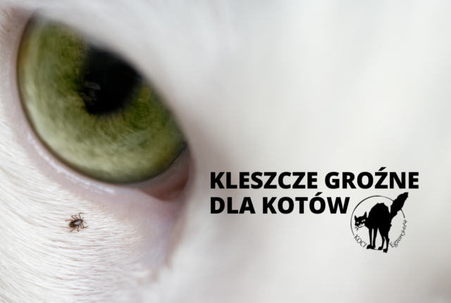 Kleszcze groźne dla kota, choroby odkleszczowe, kleszcz u kota, koci egzorcysta, kocie porady, profilaktyka