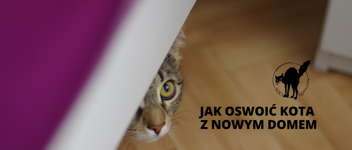 Jak oswoić kota