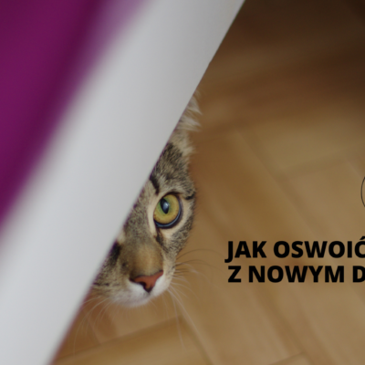 Jak oswoić kota