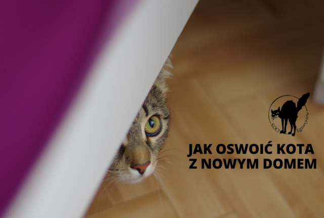 Jak oswoić kota