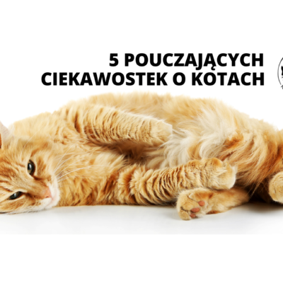 Pouczające fakty o kotach