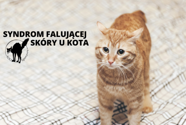 syndrom falujacej skory koci behawiorysta
