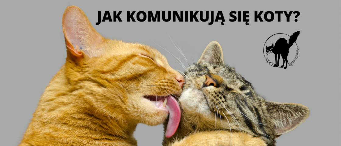 Komunikacja kotów