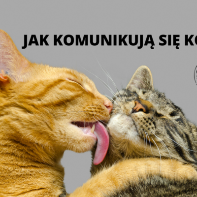 Komunikacja kotów