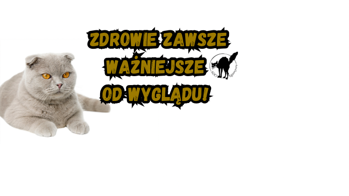 Kot rasowy. Jakiego kota rasowego wybrać? Brytyjski, kot szkocki zwisłouchy, devon rex, MCO.