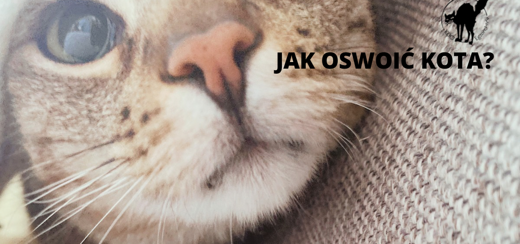 Jak oswoić kota