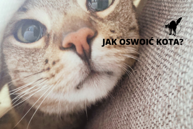 Jak oswoić kota