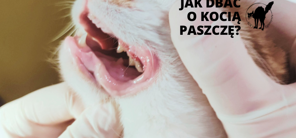 Mycie zębów u kota