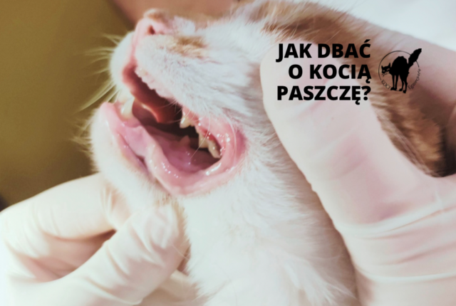 Mycie zębów u kota
