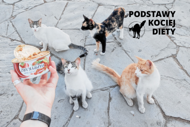 Co je kot?